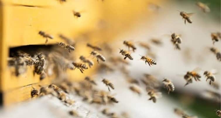 Agriculture college provides free training to start beekeeping business tnn தேனீ வளர்ப்பு தொழில் துவங்க ஆசையா? .... இலவசமா கற்றுக்கொள்ள இதோ வழி....!