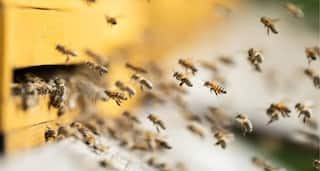 தேனீ வளர்ப்பு தொழில் துவங்க ஆசையா? .... இலவசமா கற்றுக்கொள்ள இதோ வழி....!