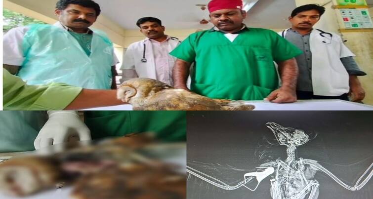Madurai news Special treatment for an owl lying on the road with a broken wing bone tnn இறக்கை எலும்பு உடைந்து சாலையில் கிடந்த ஆந்தை... இரக்கம் காட்டிய மக்கள் - மதுரையில் நெகிழ்ச்சி