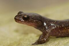 दस या बाहर महीने नहीं बल्कि सालों तक प्रेग्नेंट रहते हैं ये जानवर, जानकर नहीं होगा यकीन