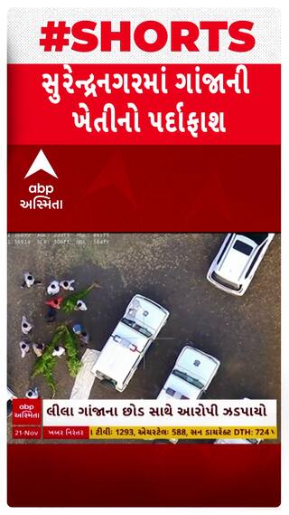 Surendranagar news: સુરેન્દ્રનગરના સાયલામાં ડ્રોનની મદદથી ગાંજાની ખેતીનો પર્દાફાશ