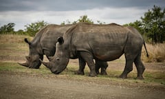 दस या बाहर महीने नहीं बल्कि सालों तक प्रेग्नेंट रहते हैं ये जानवर, जानकर नहीं होगा यकीन