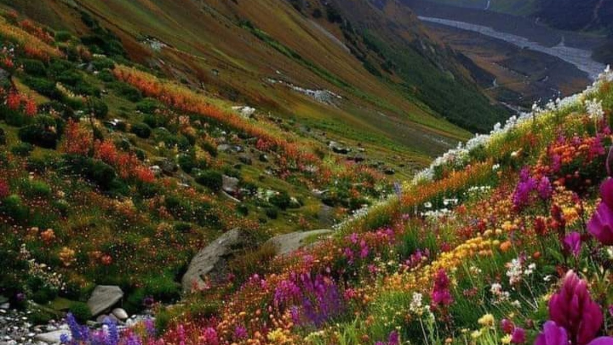 From Dzukou Valley To Valley Of Flowers: Discover India's Famous Flower Destinations