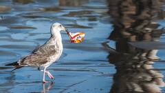 General Knowledge: શું પ્રદૂષણની અસર પ્રાણીઓ અને પક્ષીઓને પણ થાય છે? જવાબ જાણીને ચોંકી જશો