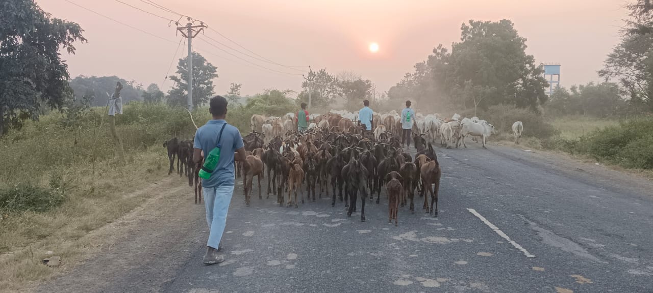 Adilabad Tiger News: ఆదిలాబాద్ జిల్లాలో పులుల సంచారంతో ఉపాధి కోల్పోతున్న రైతులు