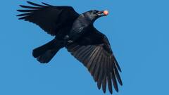 कई सालों तक कौन सा जीव ले सकता है बदला, नाम सुनकर आपके उड़ जाएंगे होश