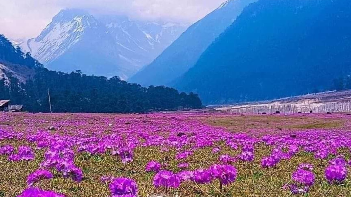 From Dzukou Valley To Valley Of Flowers: Discover India's Famous Flower Destinations