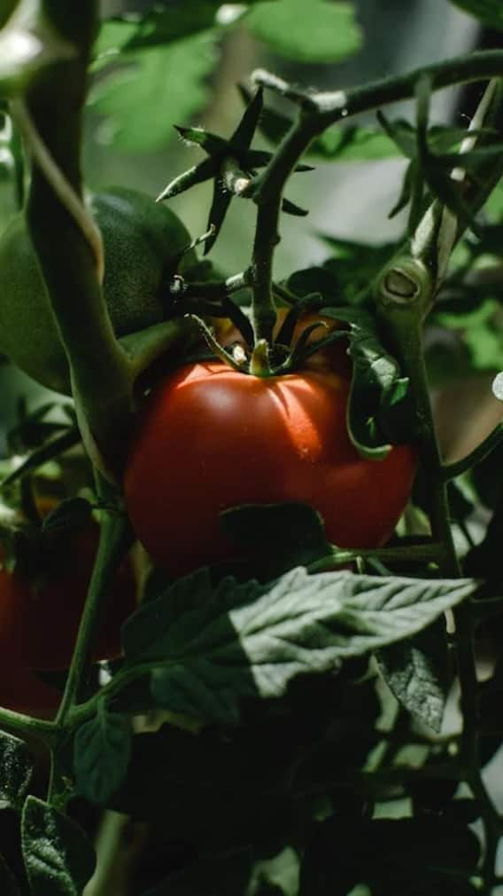 घर में ऐसे लगाएं टमाटर के पौधे