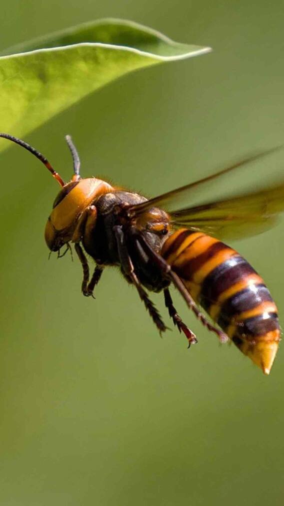 इस बग को भूलकर भी मत छेड़ना, छीन लेगा जिंदगी