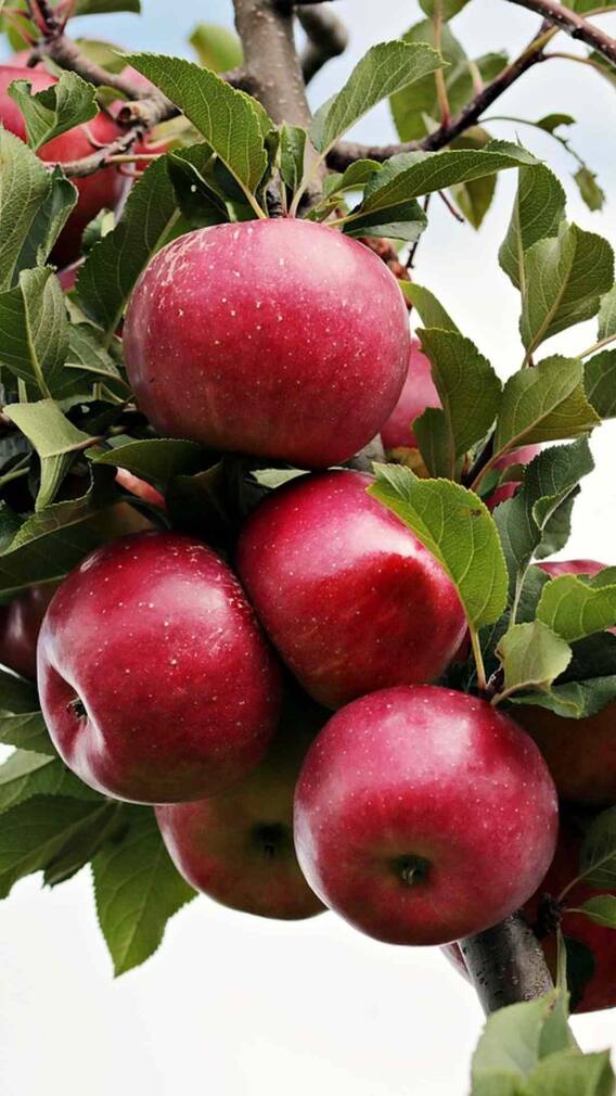 सेब चबाकर खाने से क्या फायदा होता है?