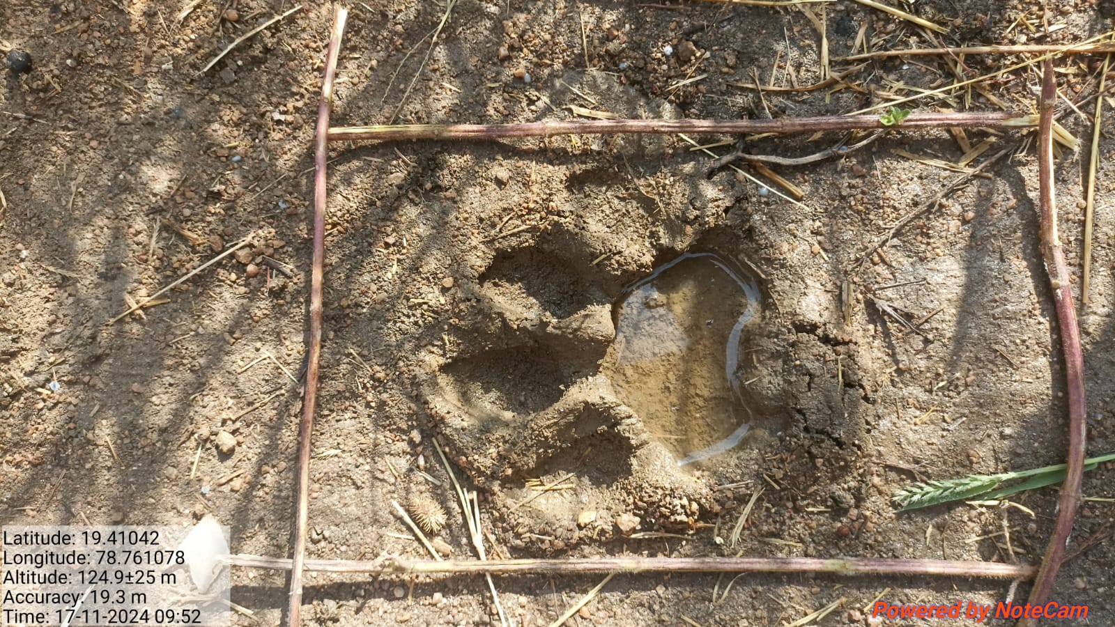 Adilabad Tiger News: ఆదిలాబాద్ జిల్లాలో పులుల సంచారంతో ఉపాధి కోల్పోతున్న రైతులు