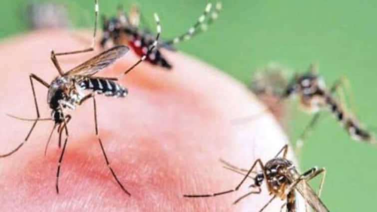 Protect Yourself and childrens from Mosquitoes in This Monsoon how to prevent Mosquito Prevention: வீட்டில் குழந்தை இருக்கா? மழைக்காலத்தில் அச்சுறுத்தும் கொசுக்கள், நோய்தொற்றை தடுப்பது எப்படி?