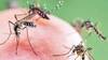Mosquito Prevention: வீட்டில் குழந்தை இருக்கா? மழைக்காலத்தில் அச்சுறுத்தும் கொசுக்கள், நோய்தொற்றை தடுப்பது எப்படி?