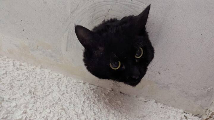 डॉक्टर्स और फायर स्टेशन की जानकारी के मुताबिक बिल्ली अब पूरी तरह से ठीक है, जिसकी छोटी मोटी चोट का उपचार डॉक्टर्स की देखरेख में चल रहा है.