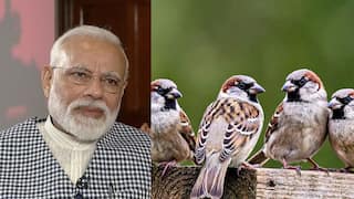 PM Modi Mann Ki Baat Speech About Sparrows Known As Kuruvi In ​​Tamil More Details PM Modi: ” சிட்டுக்குருவி ரெம்ப தூரமா போயிருச்சு ” சிட்டுக்குருவி குறித்து உருக்குமாக பேசிய பிரதமர் மோடி.!