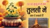 Tulsi Niyam: घर पर किसी की मृत्यु हो जाए तो क्या तुलसी में जल चढ़ा सकते हैं