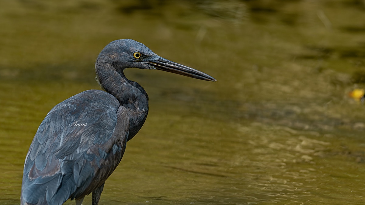 From Tal Chhapar To Point Calimere: Discover Some Bird Watching Spots In India To Visit In Winters