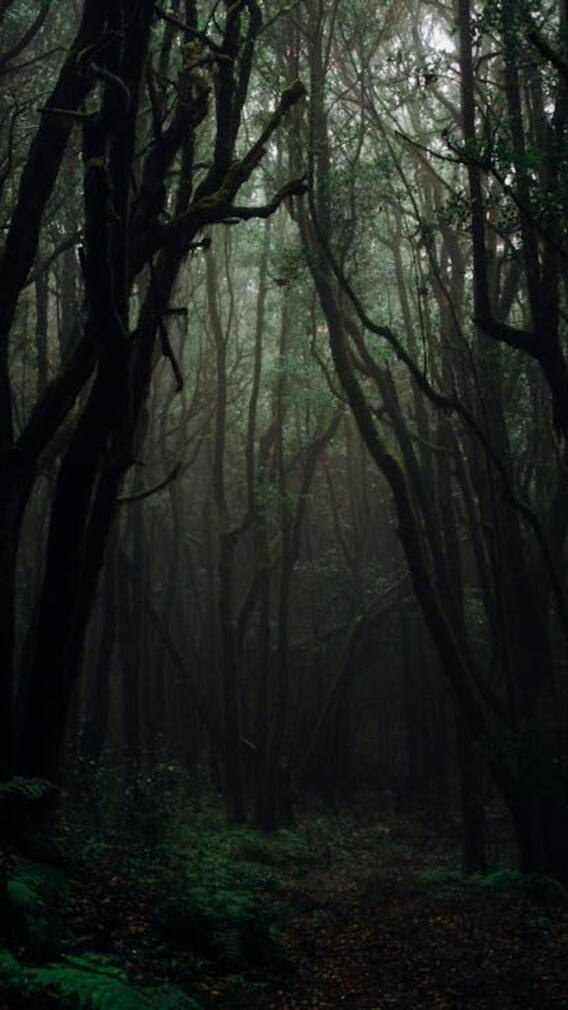 इस देश में मौजूद पूरा जंगल लेता है 'सांस