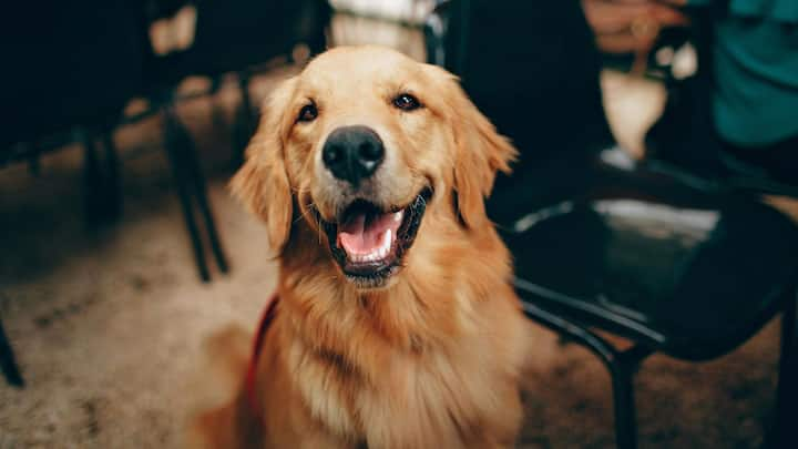 Foods Not Good For Dogs: রসুন, পেঁয়াজ খেলে কুকুরদের শরীরের লোহিত রক্তকণিকা নষ্ট হয়ে যায়। তার ফলে অ্যানিমিয়া বা রক্তাল্পতার সমস্যা দেখা দিতে পারে।