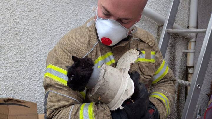 उन्होंने कहा कि बिल्ली गैराज के अंदर से नाली की तरफ आ रहे पाइप में फंस गई थी. हालांकि उसे निकाला जा चुका है. जिसके बाद बिल्ली को पशु क्लिनिक ले जाया गया. डॉक्टर ने बताया कि बिल्ली को कोई गंभीर चोट नहीं आई है.