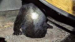 ड्रेन पाइप से निकलने के चक्कर में बुरी फंसी बिल्ली, तस्वीरें देख छूट जाएगी आपकी भी हंसी