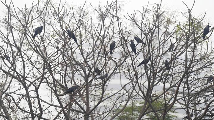 সকালের দিকে কুয়াশার হালকা চাদর থাকবে দার্জিলিং এবং উত্তর দিনাজপুর জেলাতে। জলপাইগুড়ি, কোচবিহার জেলায় কুয়াশার সম্ভাবনা।