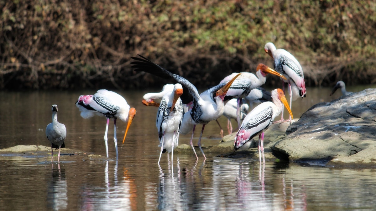 From Tal Chhapar To Point Calimere: Discover Some Bird Watching Spots In India To Visit In Winters