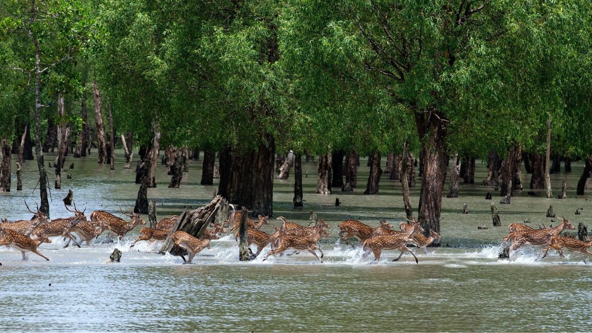 From Jim Corbett To Bandhavargh: Explore 5 National Parks Of India For A Winter Safari