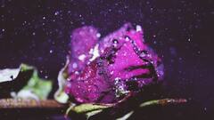 Rose Care: গাছ ভর্তি গোলাপ চাই! শীতে কীভাবে যত্ন নেবেন?