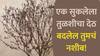 Vastu Tips : छोटासा तुळशीचा देठ बदलेल तुमचं नशीब; लक्ष्मीच्या पावलांनी येईल सुख-संपत्ती, 'हे' 3 उपाय ठरतील फायद्याचे