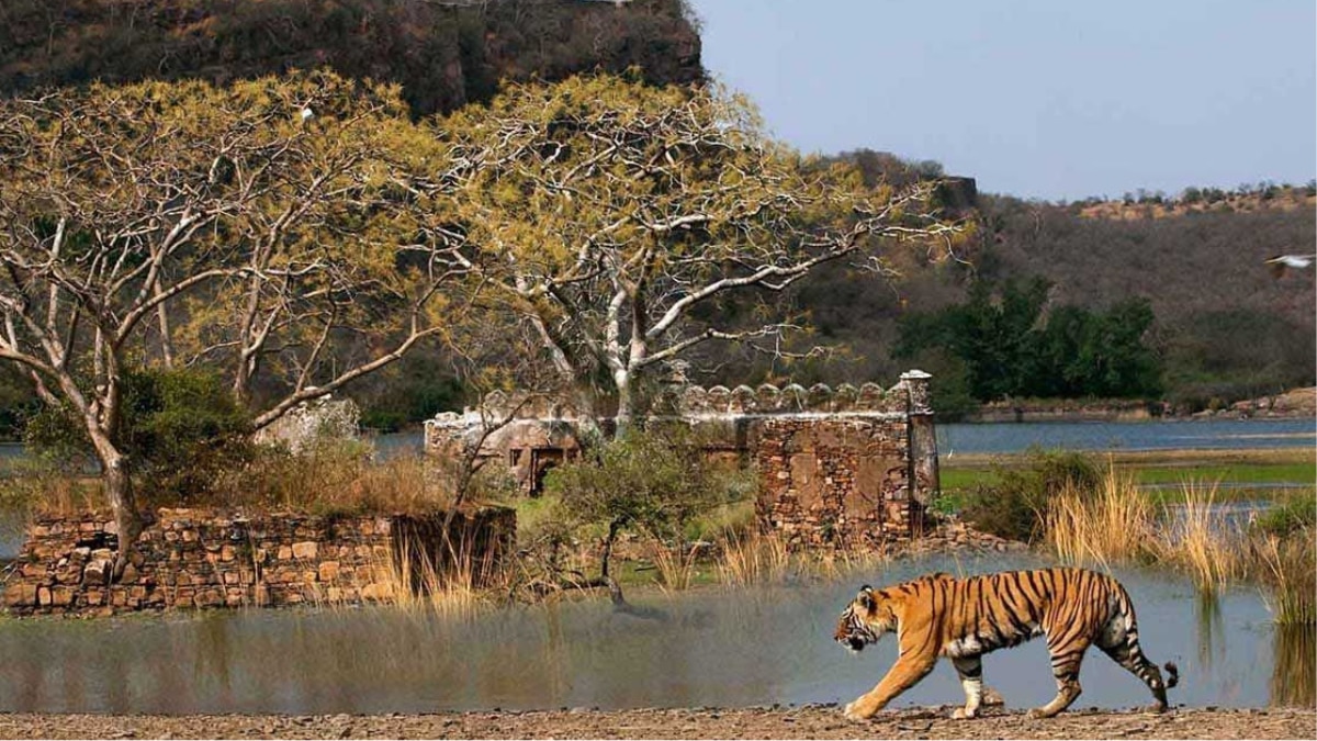 From Jim Corbett To Bandhavargh: Explore 5 National Parks Of India For A Winter Safari