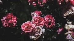 Rose Care: গাছ ভর্তি গোলাপ চাই! শীতে কীভাবে যত্ন নেবেন?