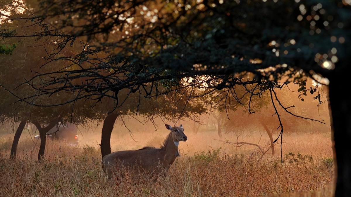 From Jim Corbett To Bandhavargh: Explore 5 National Parks Of India For A Winter Safari