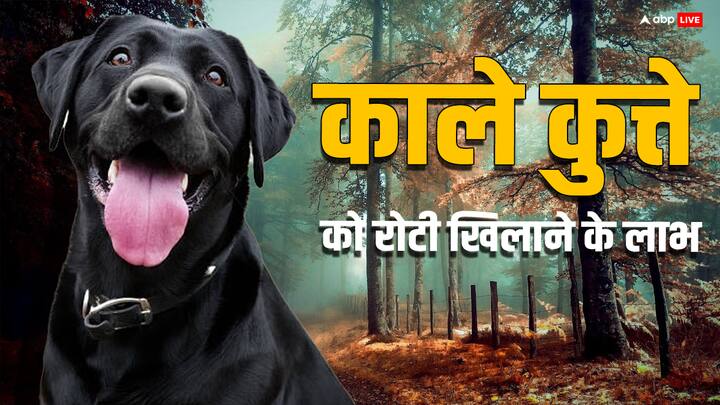 The sinful planet Rahu dominates the most on Amavasya. It is believed that feeding bread to a black dog on the day of Margashirsha Amavasya brings peace to Rahu.