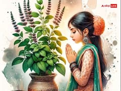 Tulsi Niyam: घर पर किसी की मृत्यु हो जाए तो क्या तुलसी में जल चढ़ा सकते हैं