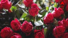 Rose Care: গাছ ভর্তি গোলাপ চাই! শীতে কীভাবে যত্ন নেবেন?