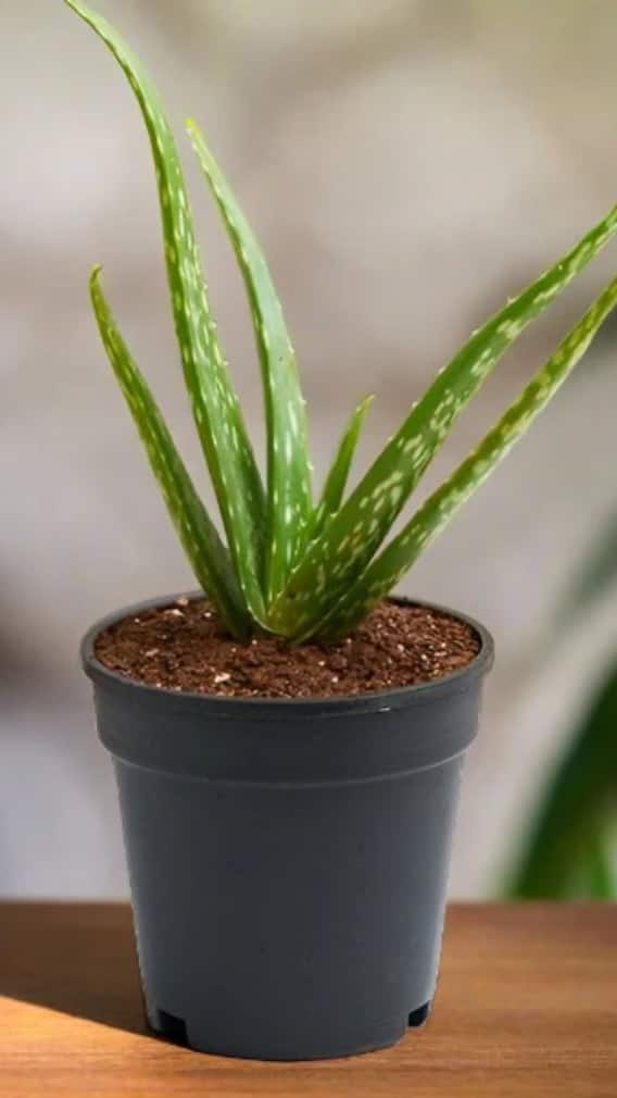 दिल्ली एनसीआर में मिलते हैं ये 10 बेहतरीन और सबसे पॉपुलर पौधे