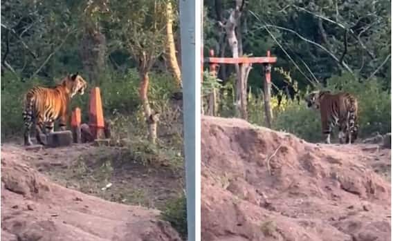 Afifabad Tiger News: ఆసిఫాబాద్ జిల్లాలో హైవే పక్కన తిరుగుతున్న పెద్దపులి, కేరామరిలో మరో పులి సంచారం