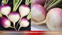 ਸ਼ਲਗਮ ਦੇ ਗੁਣਕਾਰੀ ਲਾਭ, ਇੰਝ ਕਰੋ ਡਾਇਟ ’ਚ ਸ਼ਾਮਲ, ਪਾਚਨ ਪ੍ਰਣਾਲੀ ਤੋਂ ਲੈ ਕੇ ਹੱਡੀਆਂ ਨੂੰ ਮਿਲੇਗਾ ਫਾਇਦਾ