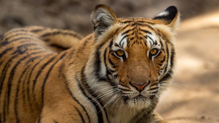 Adventure Awaits: India is a dream come true for adventure lovers. Other than trekking and snow sports, there is white-water rafting in Rishikesh, parasailing in Bir Billing, and wildlife safaris in Sundarbans. (Image source: Canva)