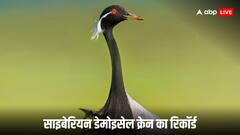 साइबेरियन डेमोइसेल क्रेन ने 3,676 किमी की उड़ान भरकर राजस्थान में बनाया नया रिकॉर्ड, जानें