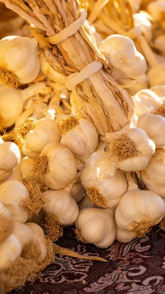 ਗਮਲੇ 'ਚ ਕਿਵੇਂ ਕਰੀਏ ਲਸਣ ਦੀ ਖੇਤੀ ?