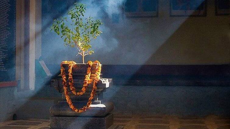 Kharmas 2024: Know When Does Kharmas Begin, And What Is The Significance Of Tulsi Puja During This Month