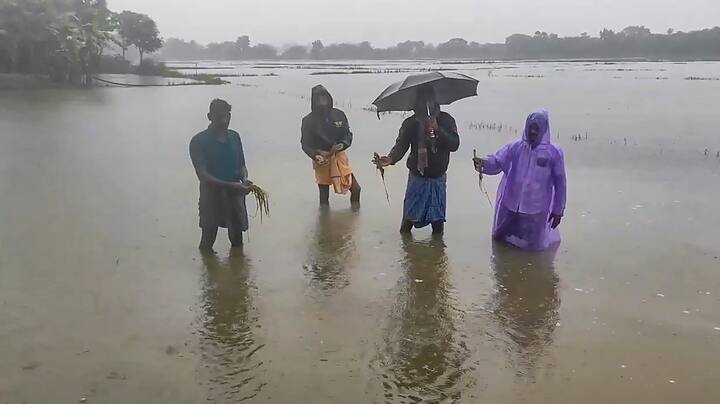 In Thanjavur, villagers show the damaged crops after rainwater inundated their field. (Credit: PTI)