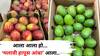Malavi Mango: कोकणातून 13 वर्षांपूर्वी आफ्रिकेत हापूस आंब्याची रोपं नेली अन्... महागडा 'मलावी हापूस' मुंबईच्या बाजारपेठेत दाखल! जाणून घ्या...
