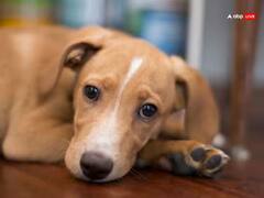 Astrology : रात्रीच्या वेळी श्वान का रडतात? श्वानाच्या रडण्याचा अर्थ काय? जाणून घ्या...