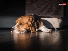 Dog Crying: રાત્રિના સમયે કુતરાઓ રડવાનો મતલબ શું છે ?