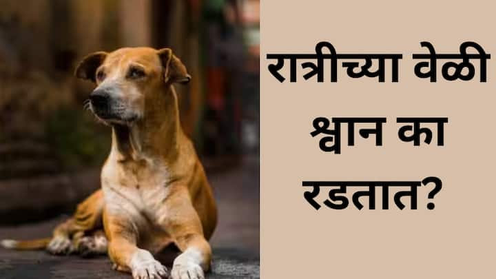 Astrology Dog Crying : अनेकदा आपण श्वानांना घराच्या बाहेर रडताना पाहिलं असेल. पण, रात्रीच्या वेळी श्वानाचं रडणं शुभ असतं की अशुभ हे जाणून घेऊयात.