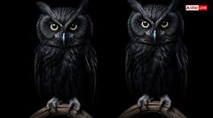 Hindu Dharm: मूर्ख नहीं, उल्लू है गजब का पक्षी हिंदू संस्कृति में इसका विशेष स्थान