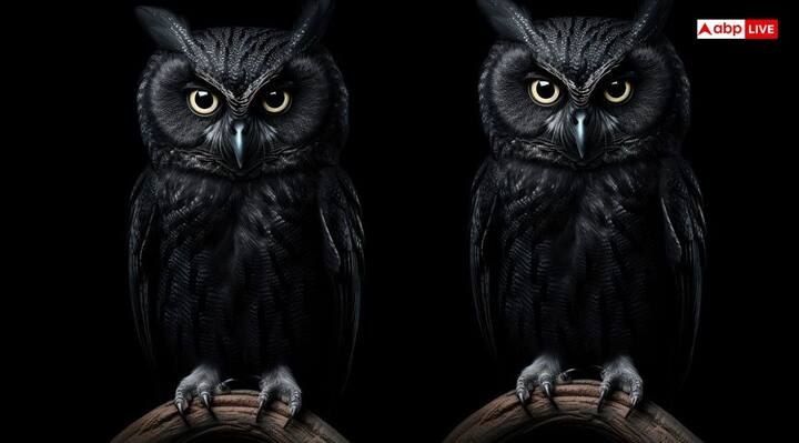 भारत जैसे देश में उल्लू को मूर्ख के रूप में देखा जाता है. इसका अंदाजा आप इसी बात से लगा सकते हैं कि जब किसी व्यक्ति को मूर्ख बताना हो तो उसे उल्लू कह देते हैं. लेकिन हिंदू धर्म में उल्लू का विशेष स्थान है और इसे धार्मिक पक्षी का दर्जा दिया गया है.